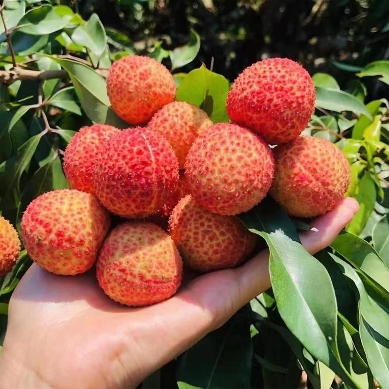 茂名黑叶荔枝4.5斤新鲜发货现摘现发皮薄多汁当季水果