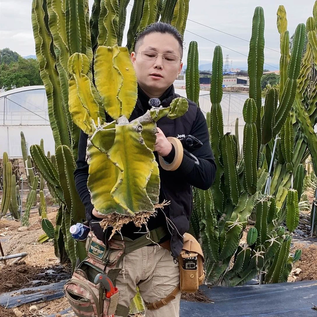 秘鲁苹果母头有根有侧枝