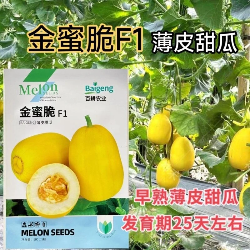 金蜜脆薄皮甜瓜种子金蜜脆花蜜香瓜黄皮香瓜种籽春季阳台菜园