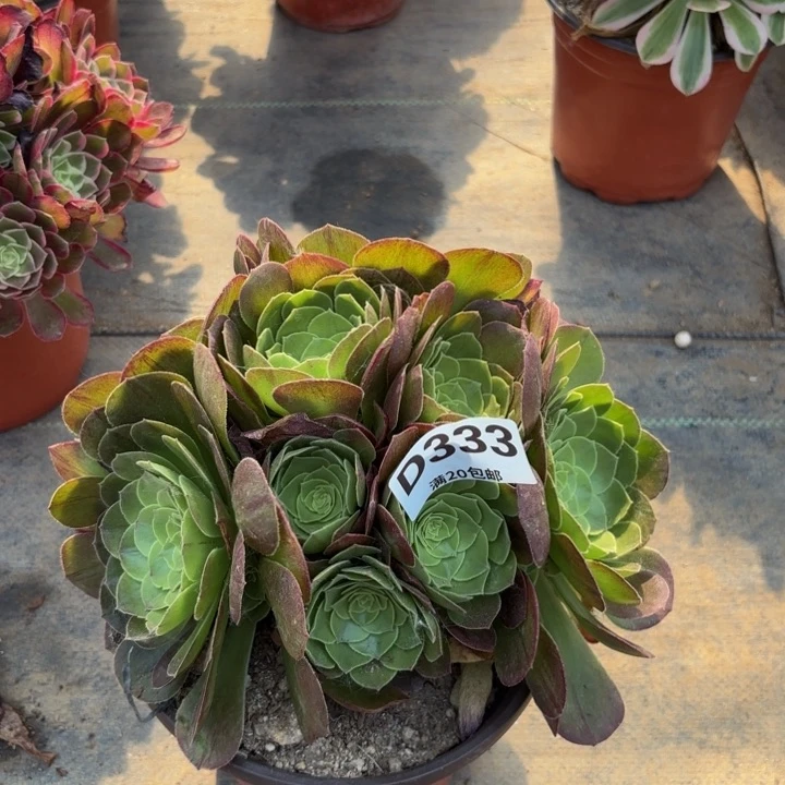 瑞妈多肉植物333