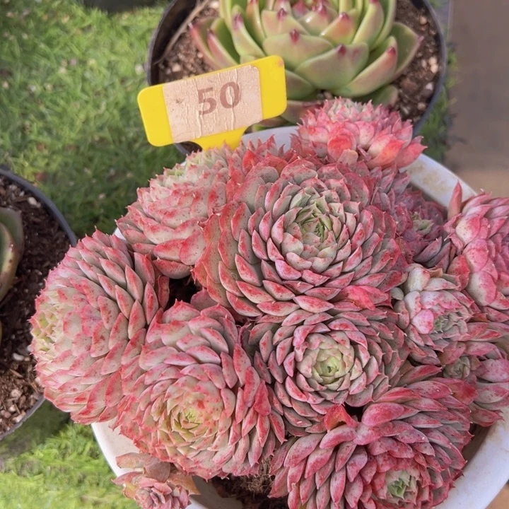 健健康康平平安安多肉植物