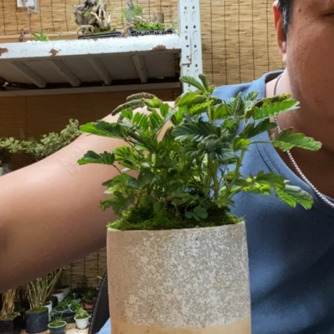 红陶一物一拍所见即所得157