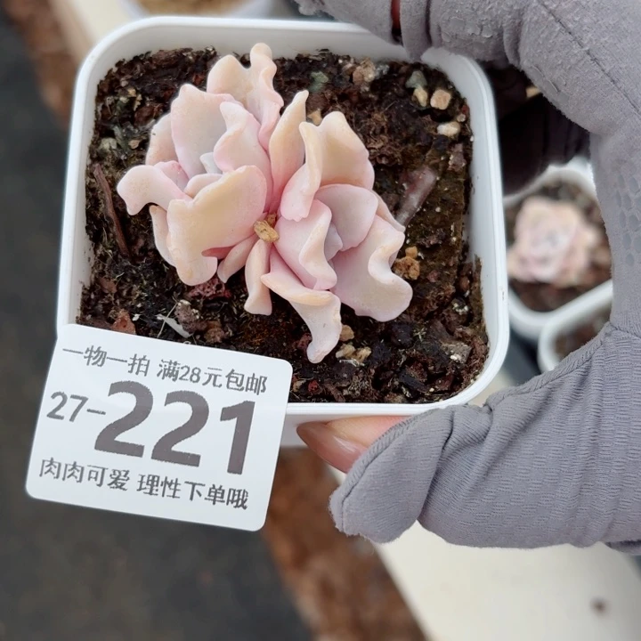 芭蕾舞者多肉植物多肉多肉无