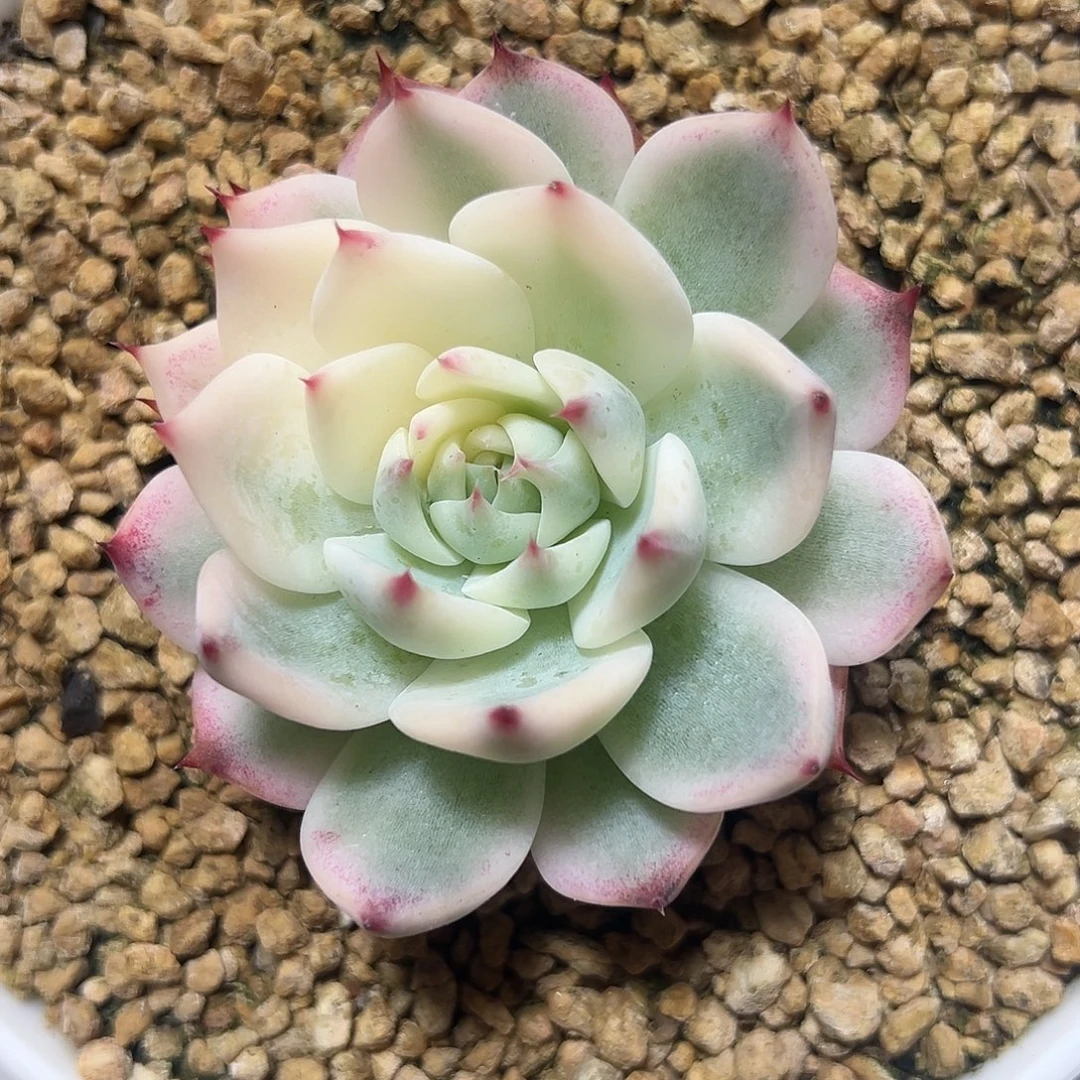 吉娃娃锦多肉植物