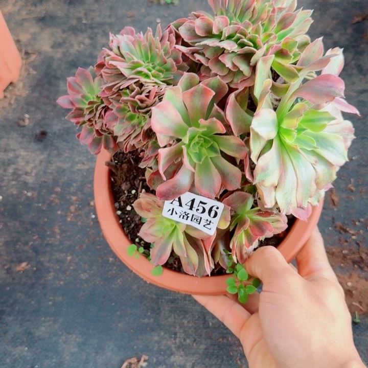 456号洛神缀化法师植物