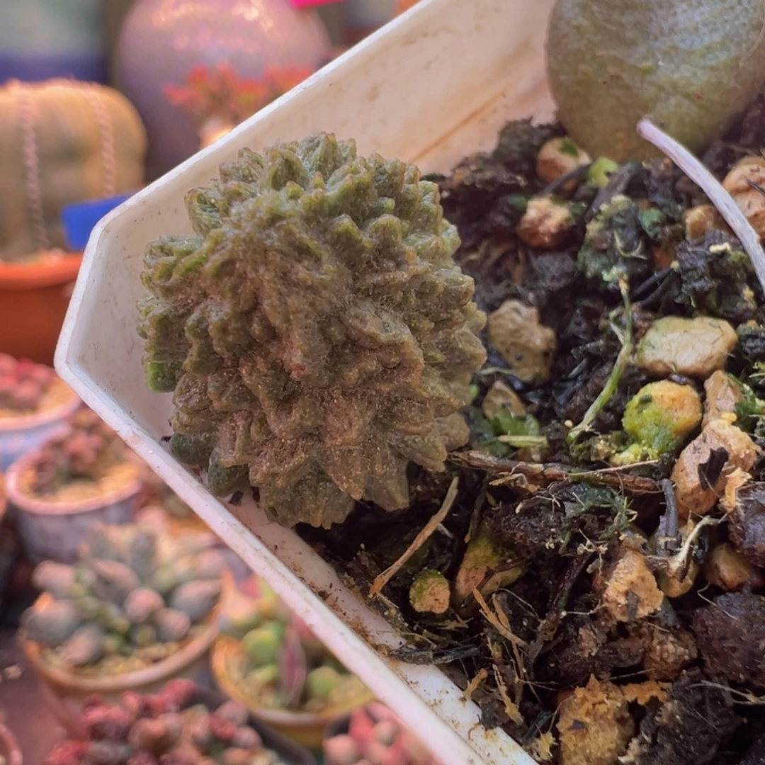 北***手好的好吧好的好的好的