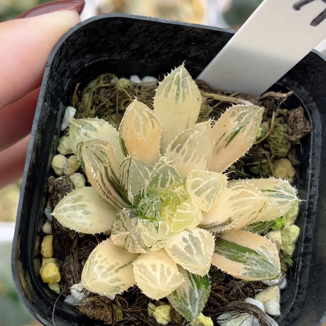 79糊斑趋势楼兰玉露锦（根弱介意勿拍）福利专场