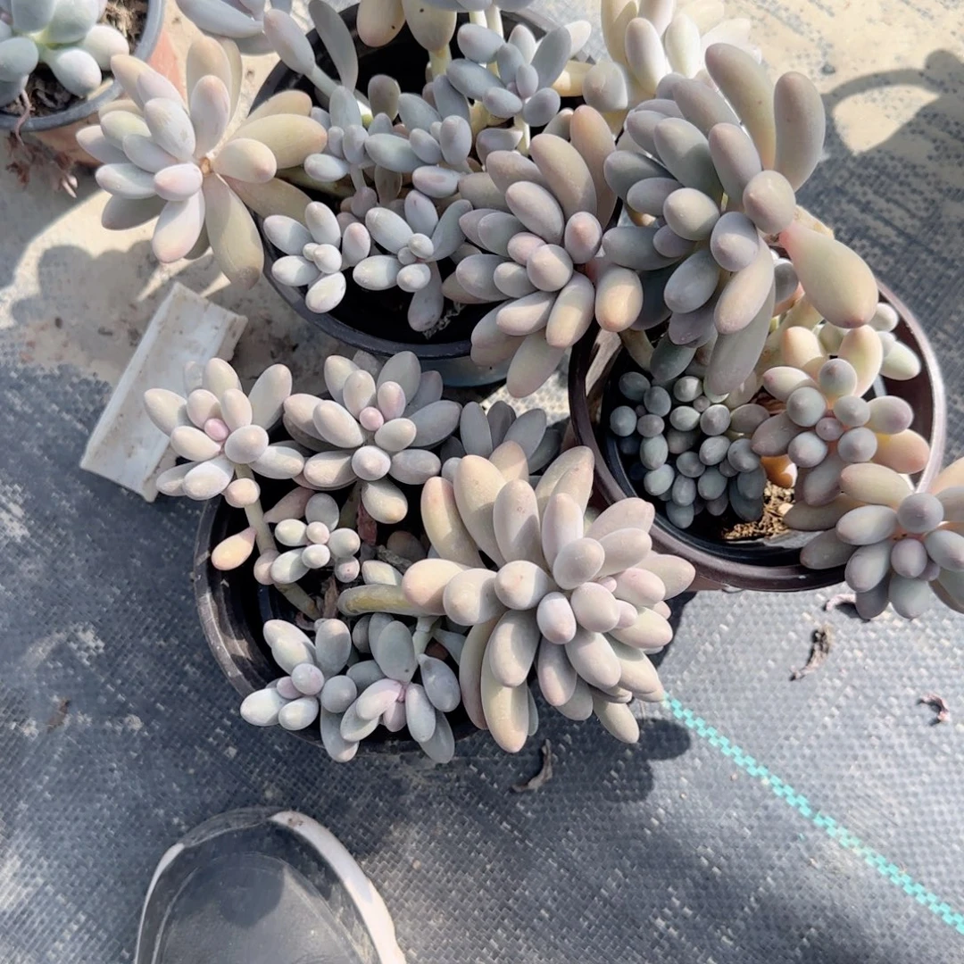 无花朵汤圆群生120