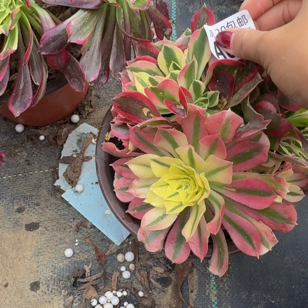 04多肉植物捧花不包断肢多肉