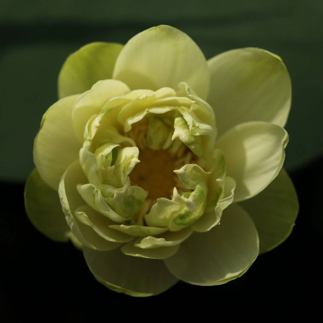 小绿荷 小型绿色复瓣碗莲荷花水生花卉绿植艺庭院【不二的花园】