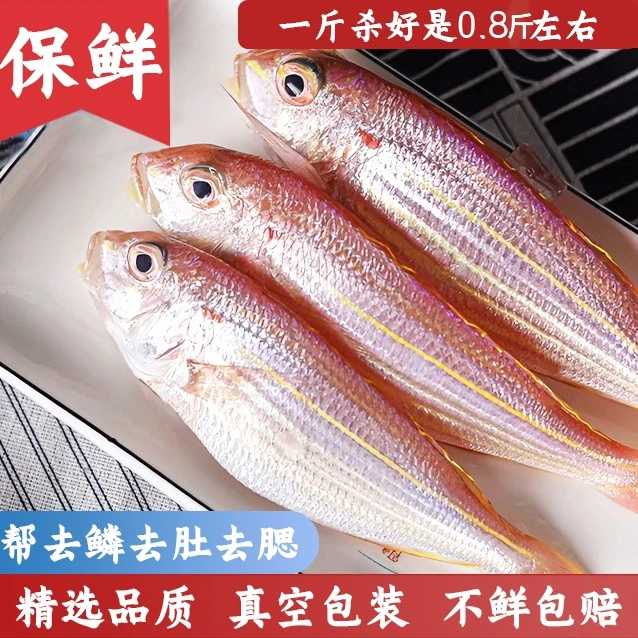 金线鱼阳江正宗金丝鱼刀里鱼南海渔船海鲜（6~7条/斤）