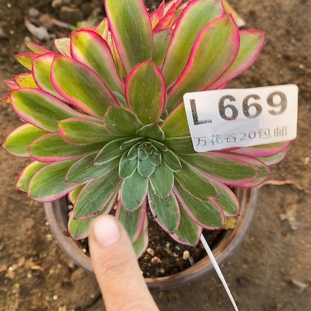 669砍过倾城变异嫁接多肉植物