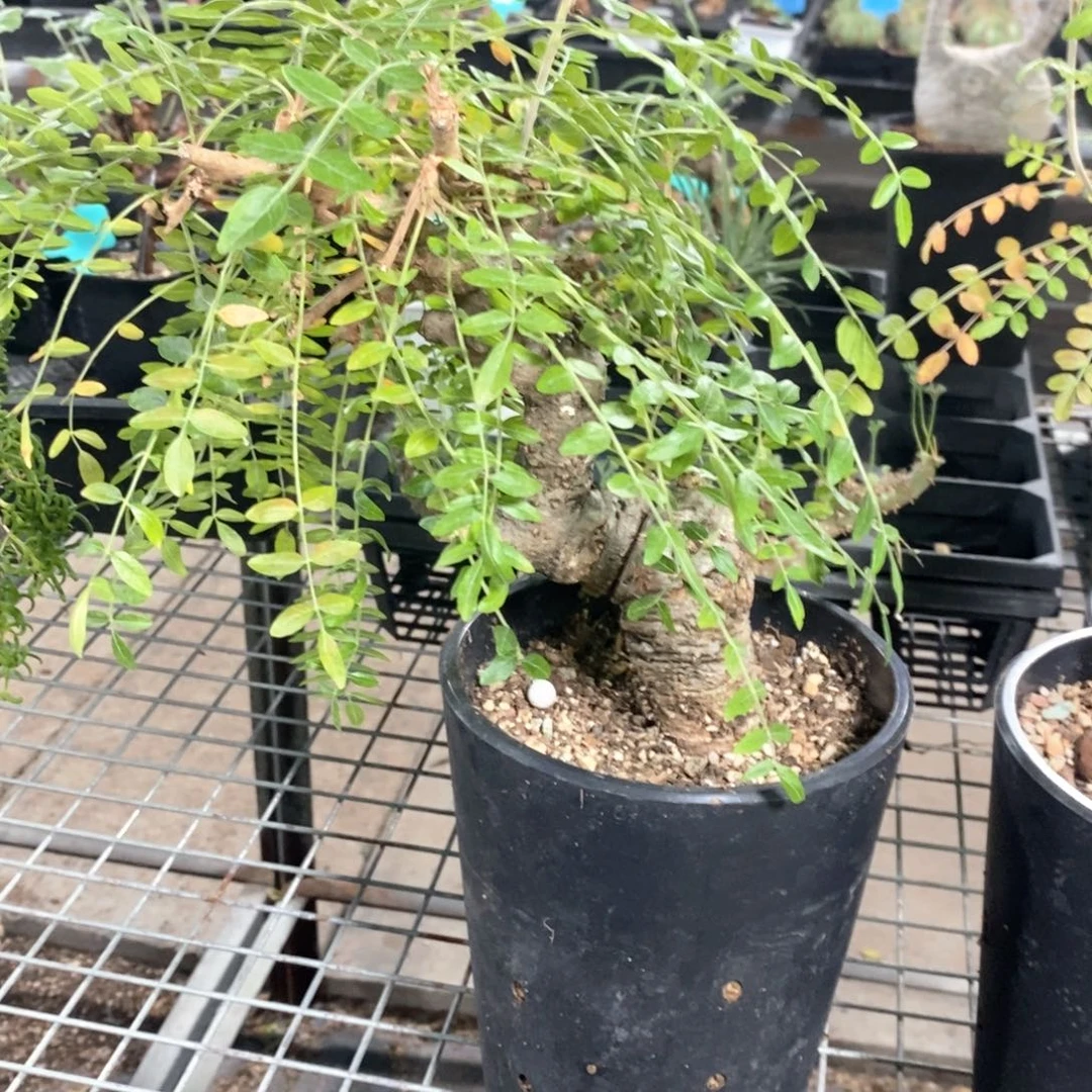 产地尼勒达乳香一个