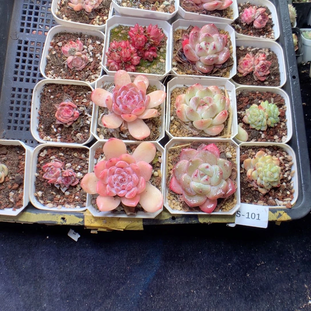 无花朵S101英语英语