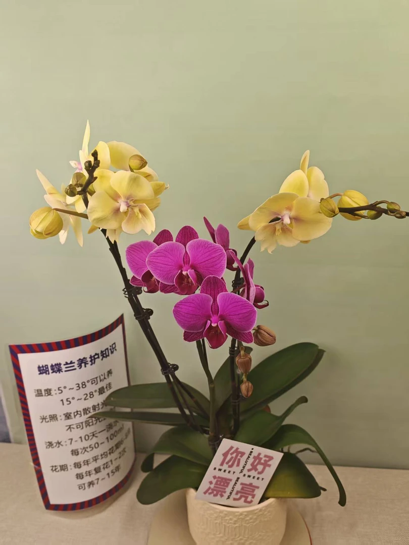 【大吉大利+福星】蝴蝶兰 紫色大花型 四季花 室内花精品 源头基地