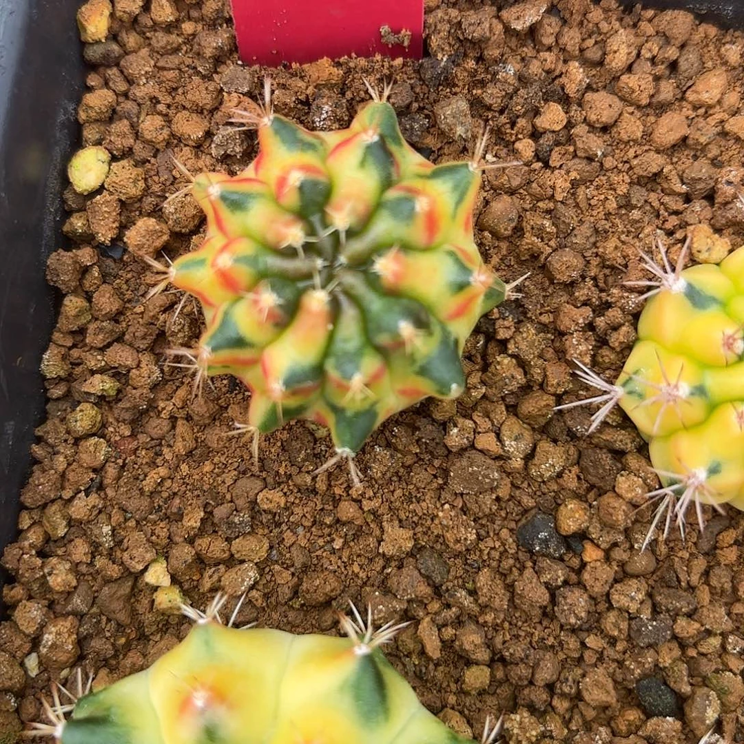 220-1030泰国发货多肉