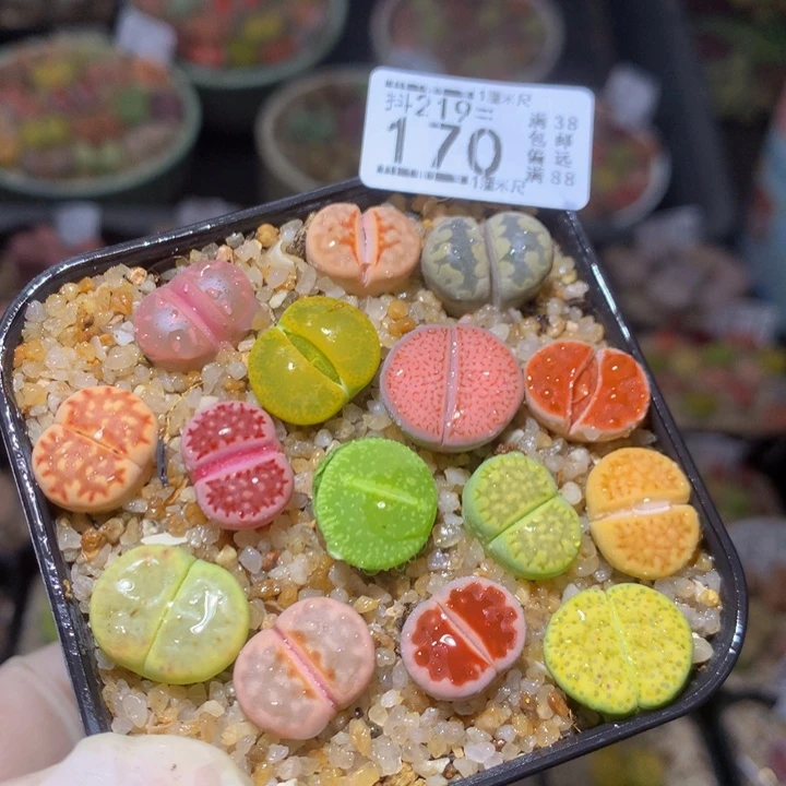 精品生石花219.170