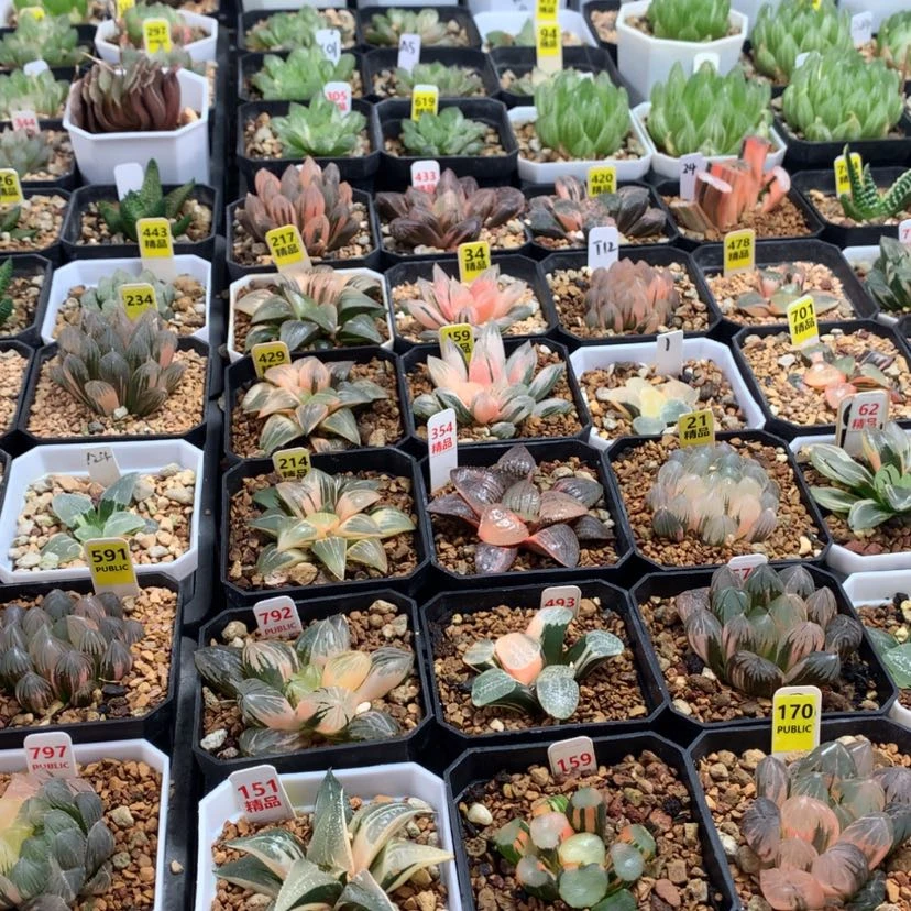 【闪购商品】?*俗66666