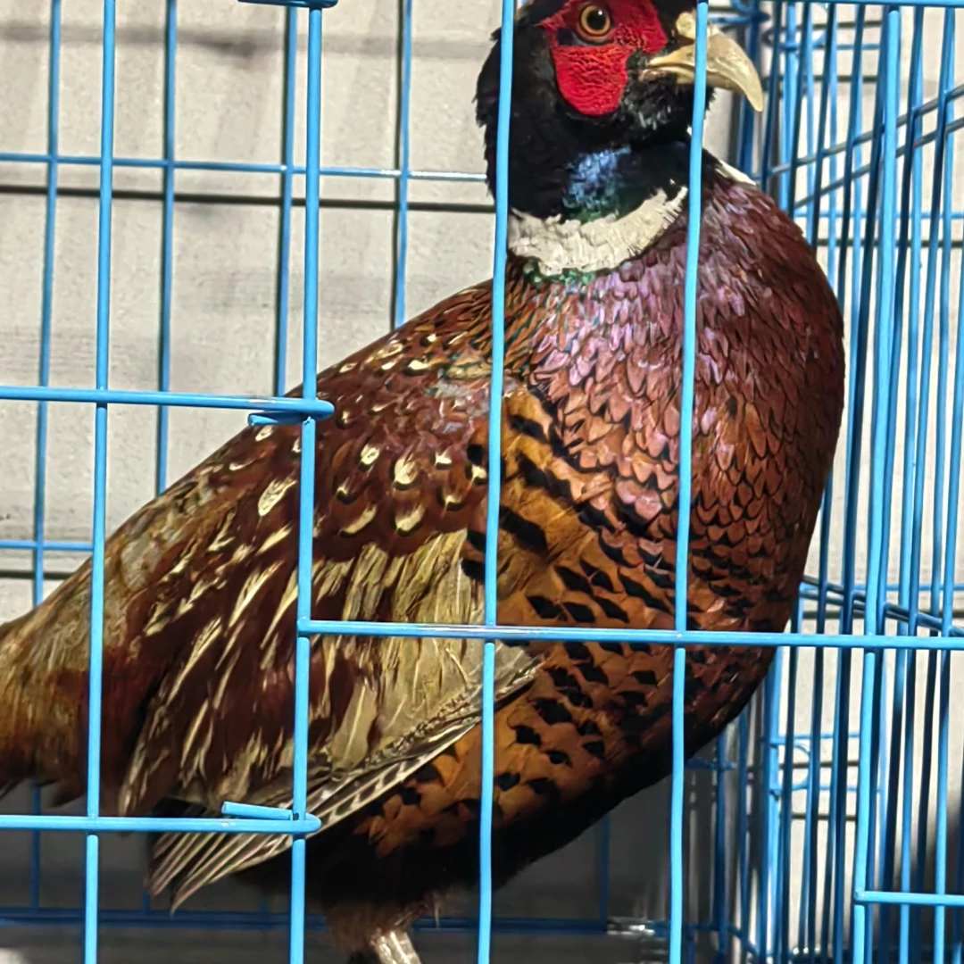 家养土山鸡2-3斤顺丰冷链包邮