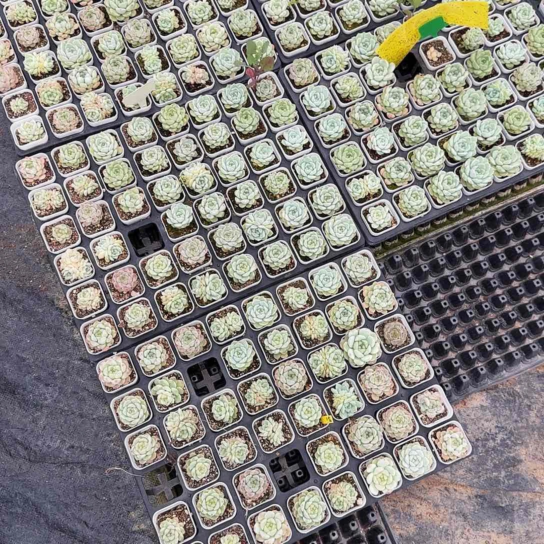 甜心混合中盆两个满25包邮