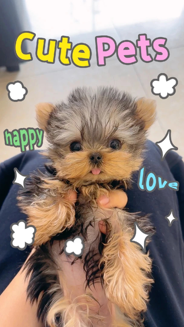 宠物相册约克夏链接