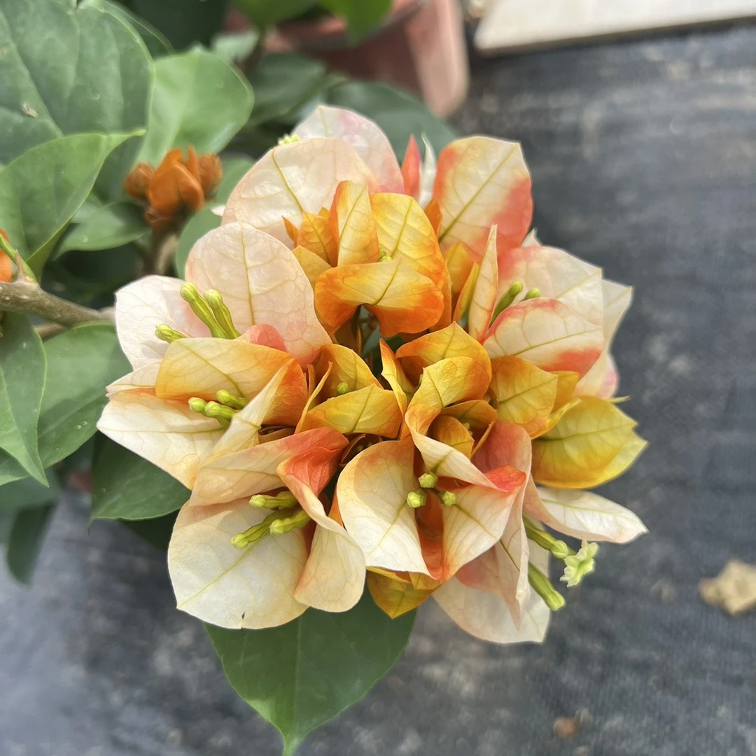 漳州基地直发香香三角梅原盆原土带花苞四季勤花爬藤