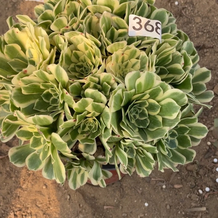 棉***糖完全开放368多肉植物迈巴赫