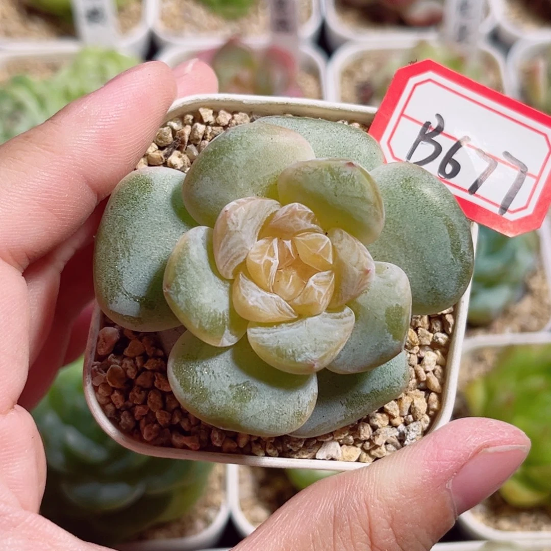 B677 一物一拍 精选珍妮