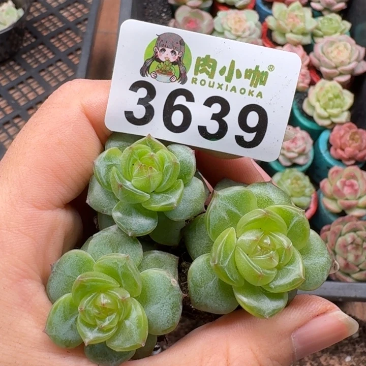 多肉植物多肉植物