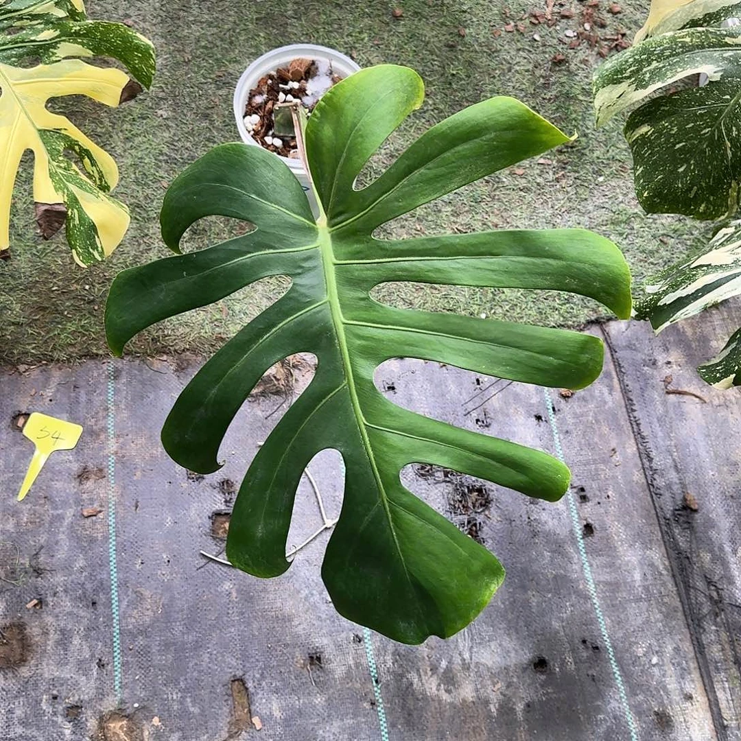 香***斯不开花植物绿骨单叶S4