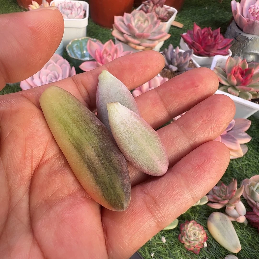 阿***乐多肉植物多肉植物