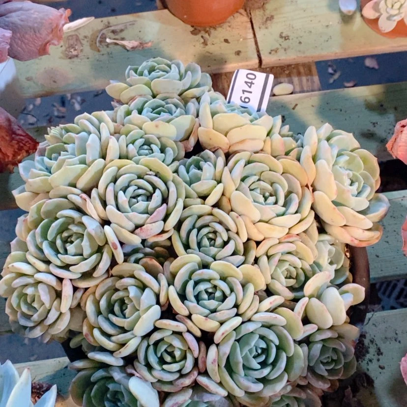 【闪购商品】千山雪16140