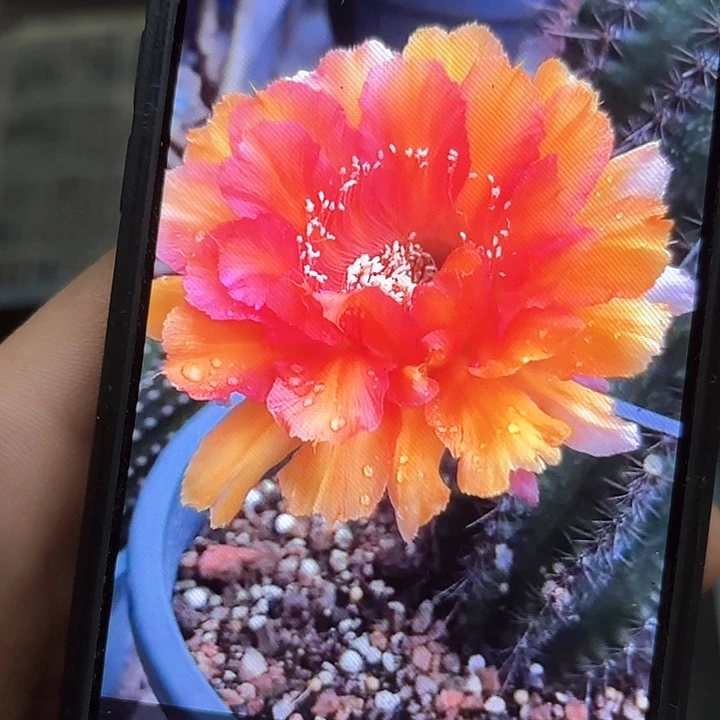 晚霞彩20包邮侧牙仙人球15