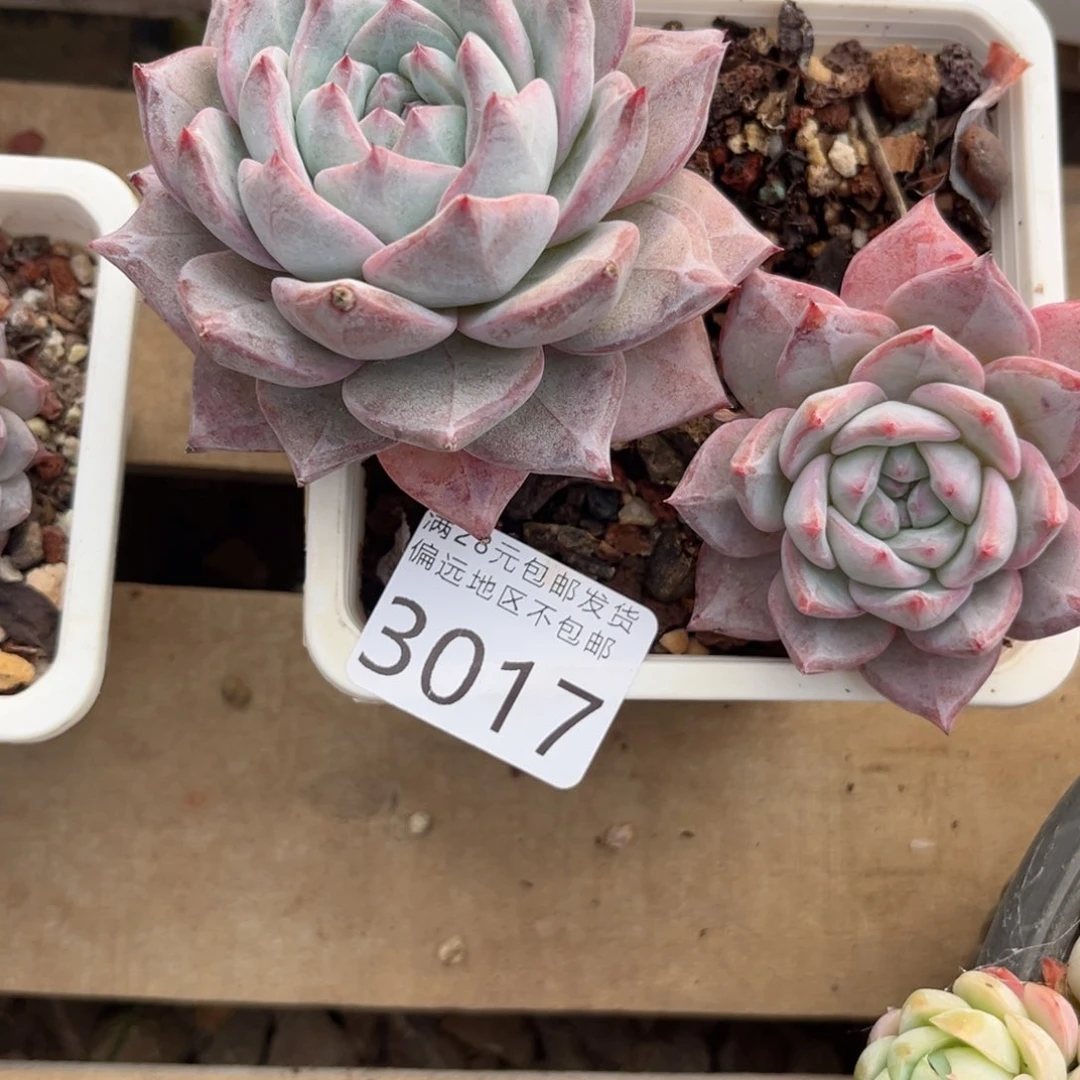 大3017；b c b b b b b