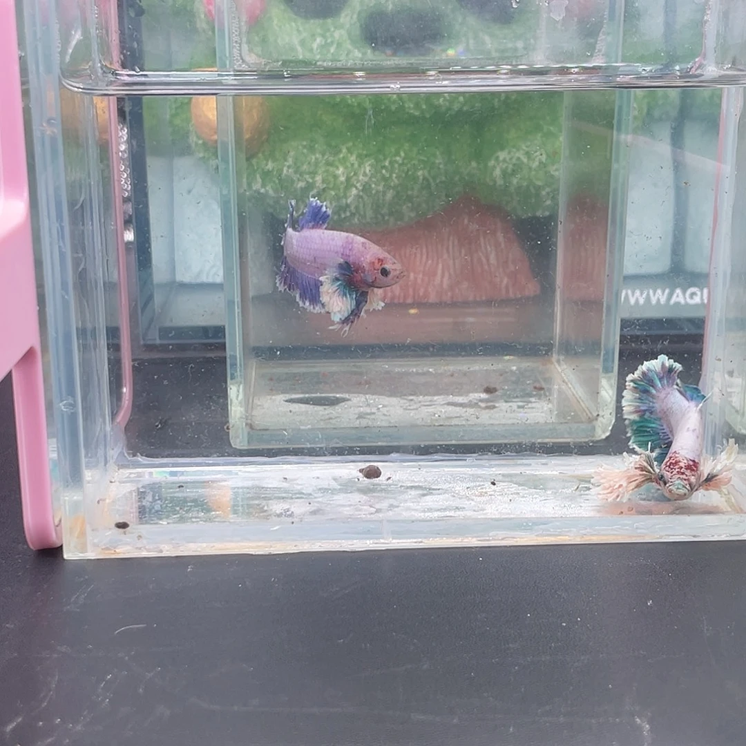 斗鱼球球耳蓝色绣球