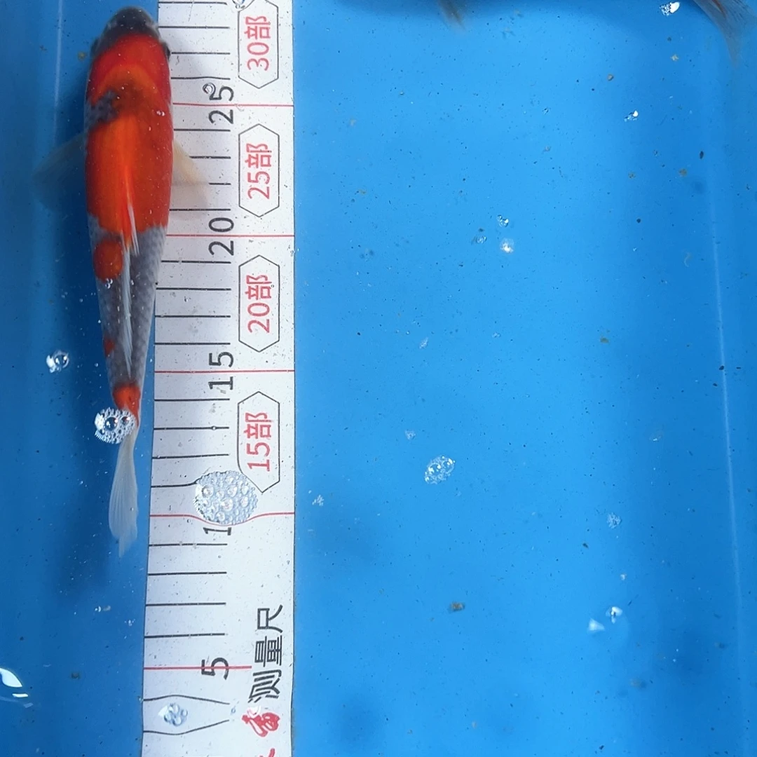 锦鲤鑫泓锦鲤养殖