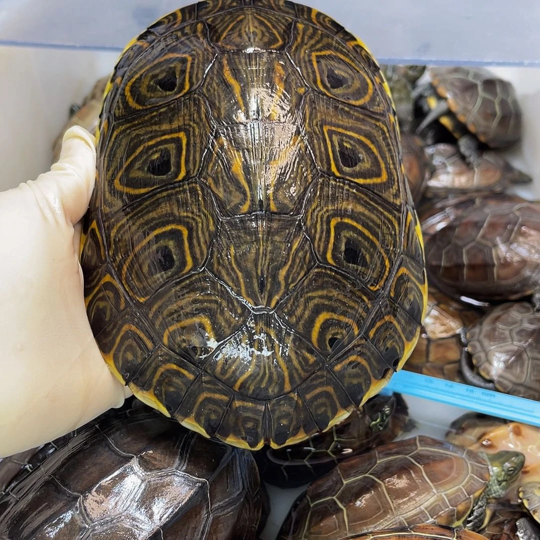 小****中华草龟公母搭配