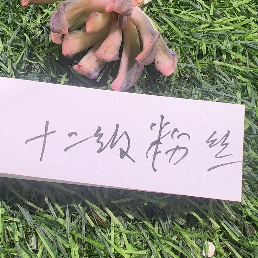 放***࿐多肉植物多肉植物