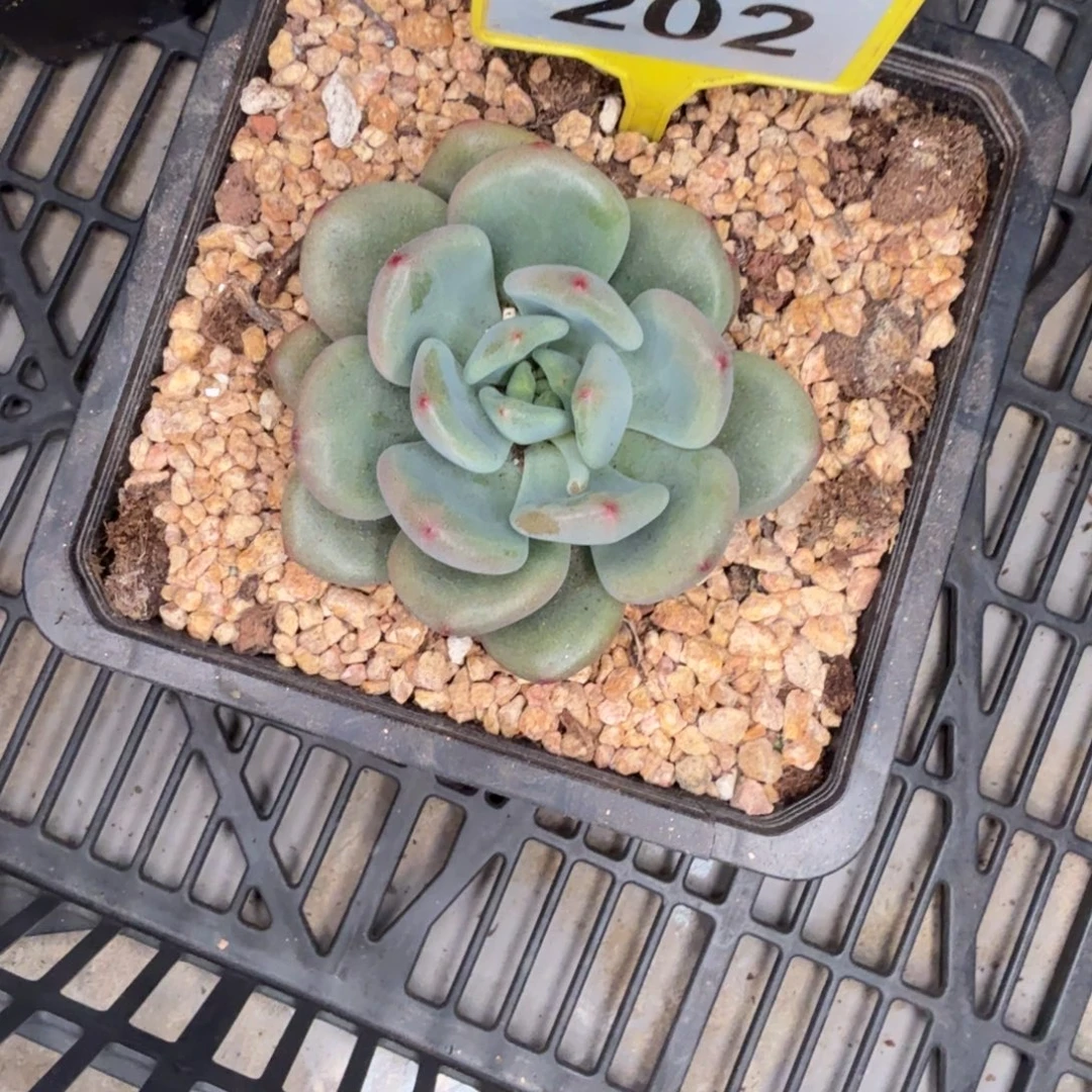 小***儿多肉植物橘洛美人202