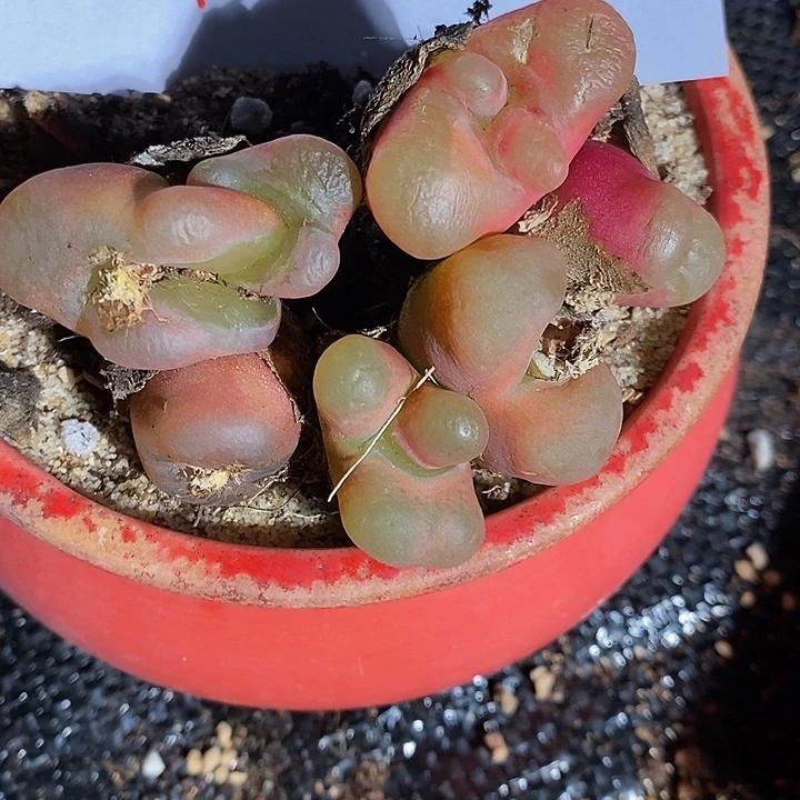 14348。 大怪一组。