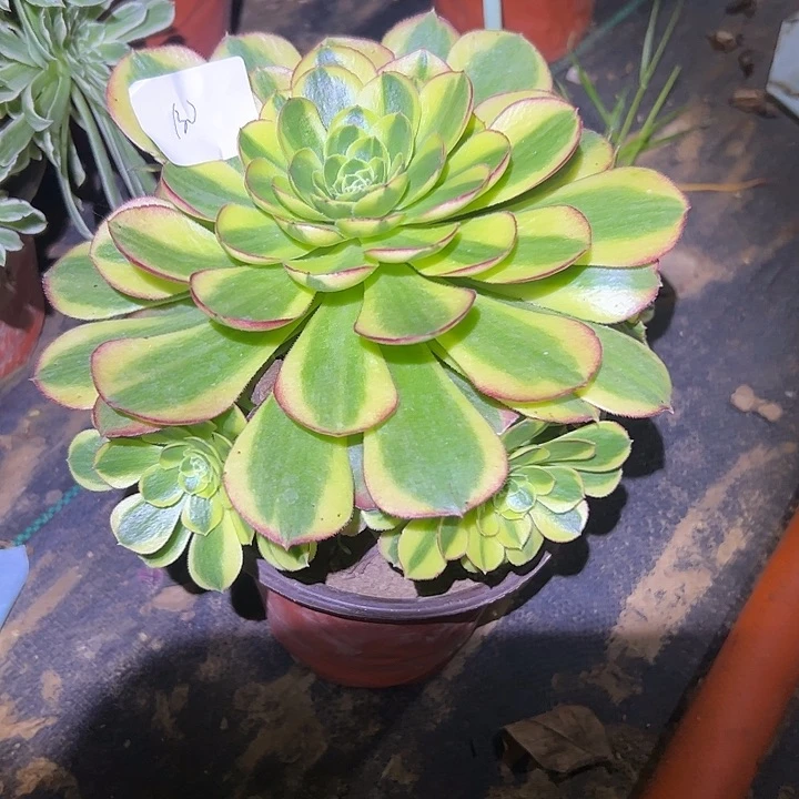 多肉法师植物链接130