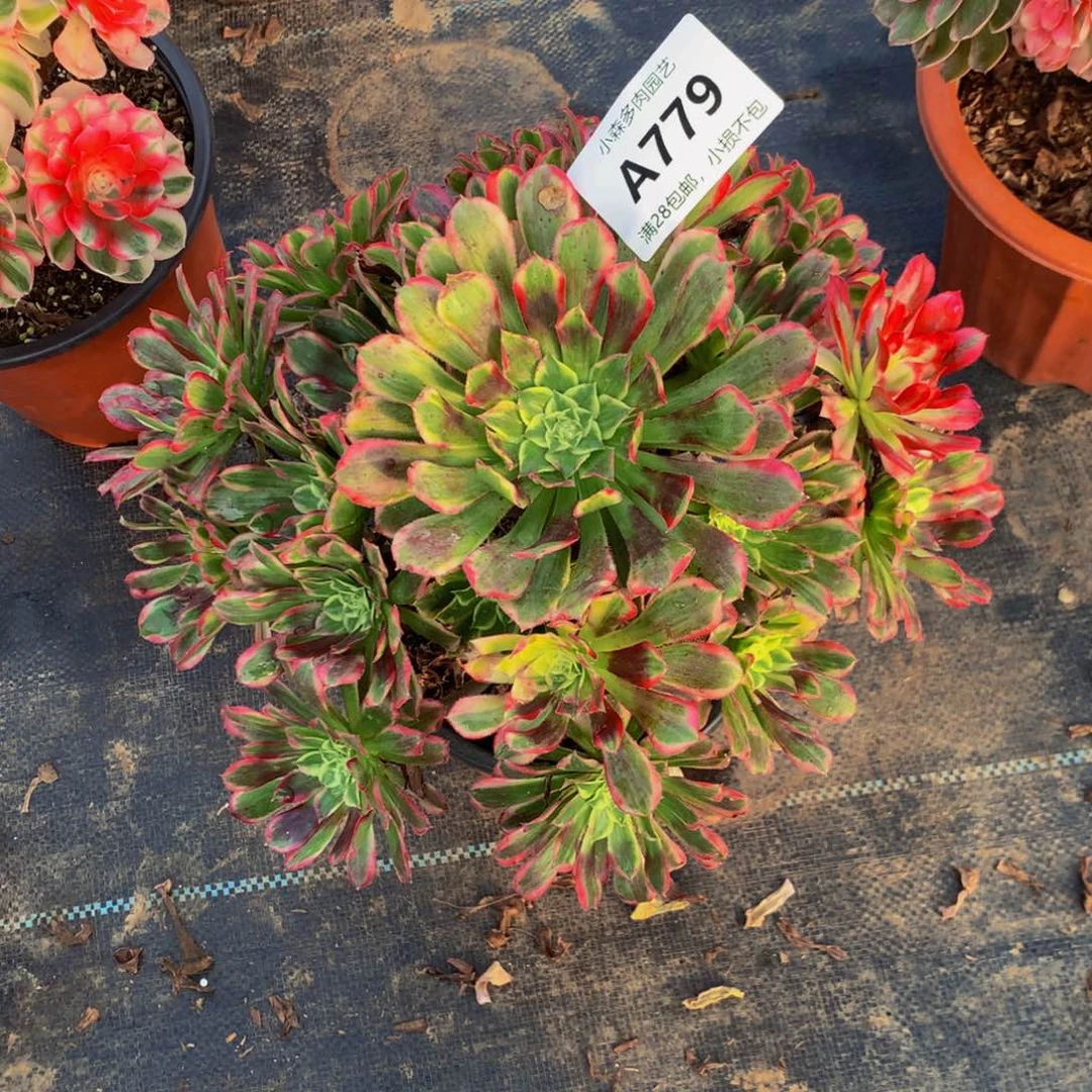 久****)天河法师779