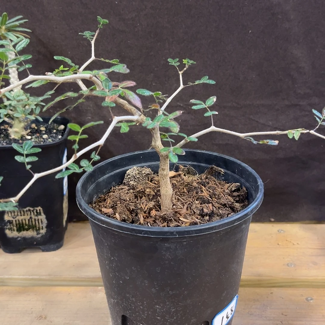 汤圆植物滔天橄榄
