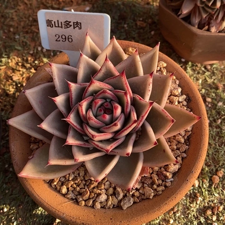 D296- 直播福利乌木