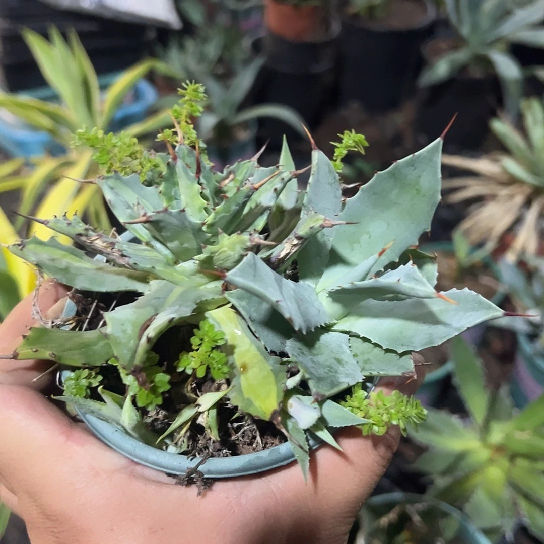 雷神2龙舌兰系列龙舌兰