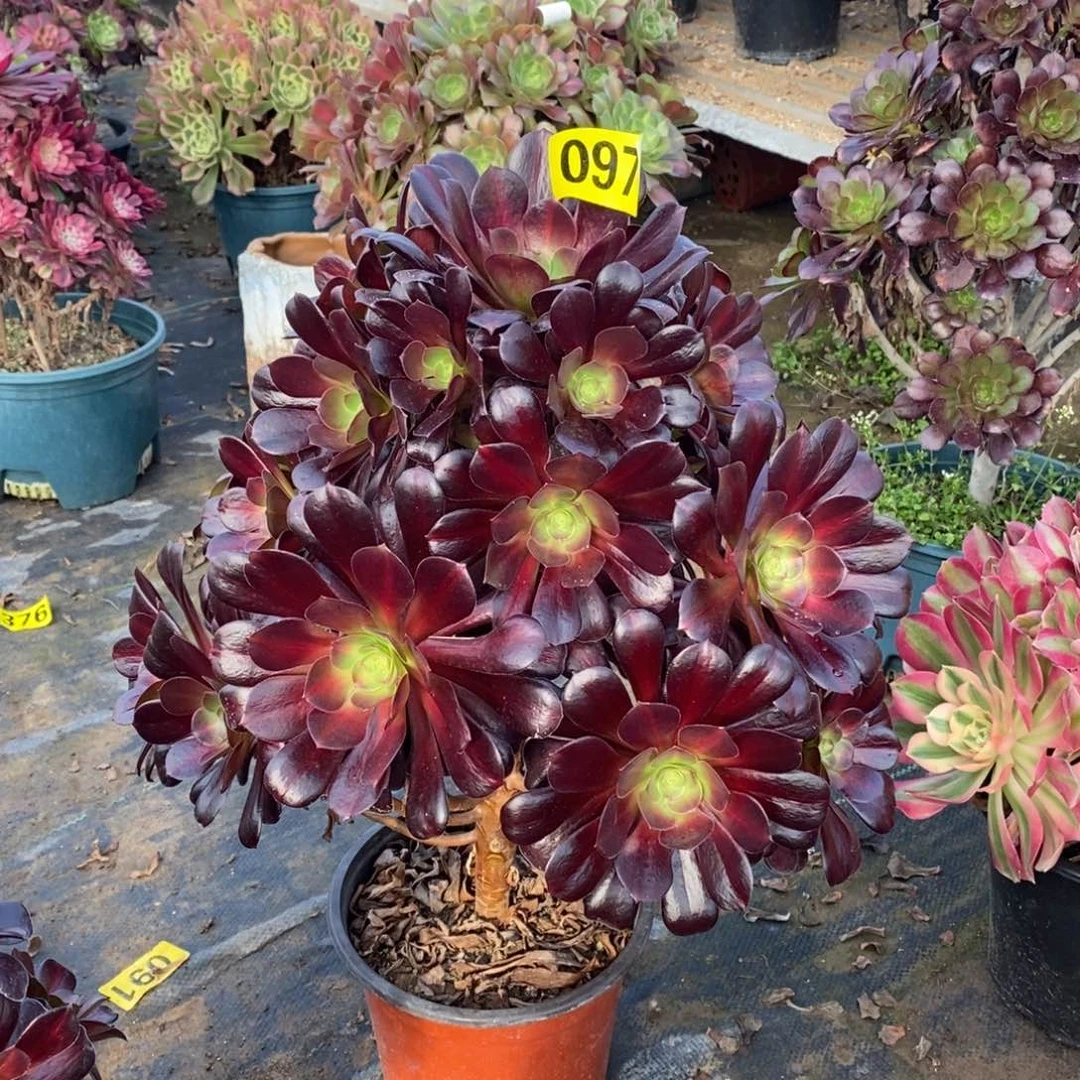 花纳多肉法师097