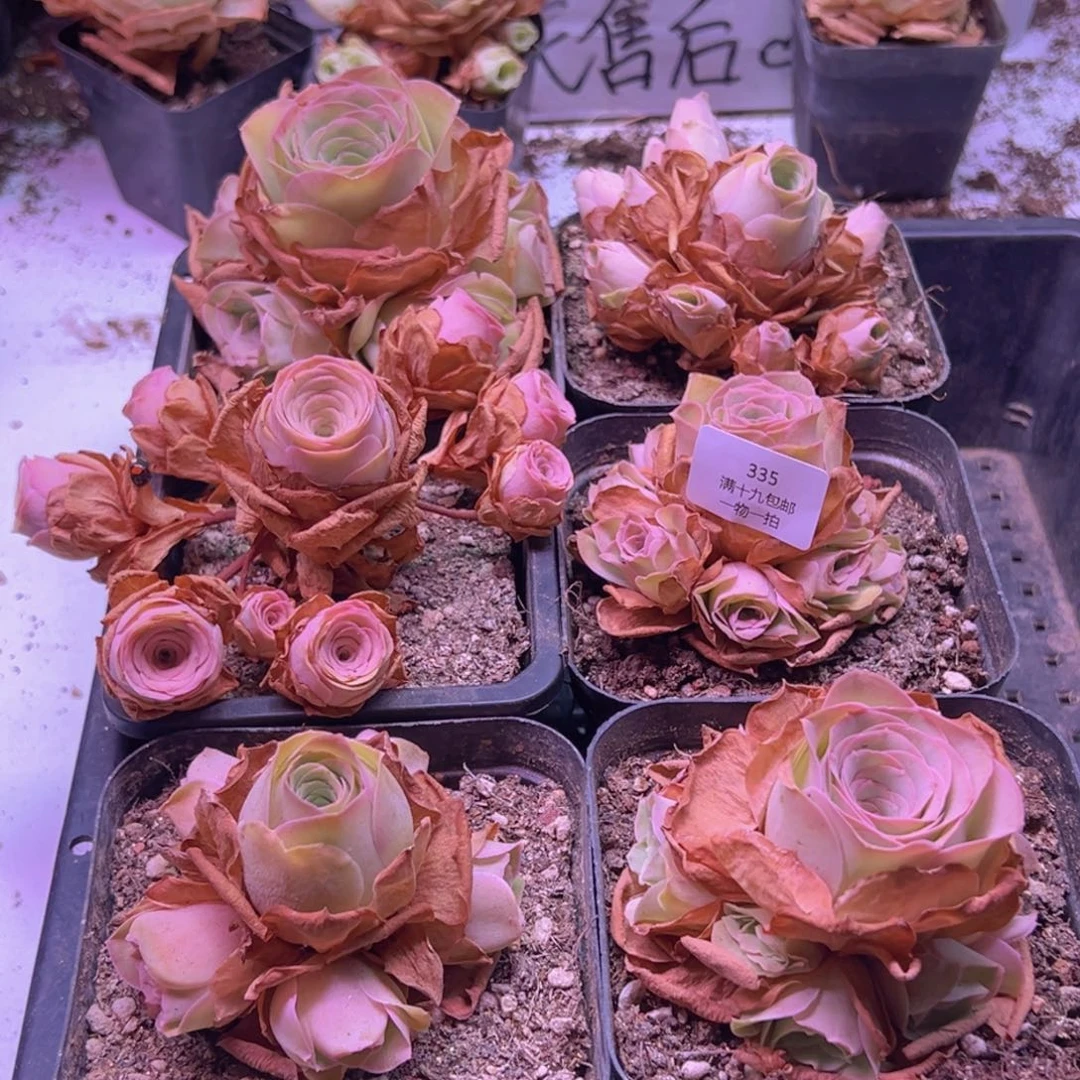 335 山地玫瑰一物一拍无售后