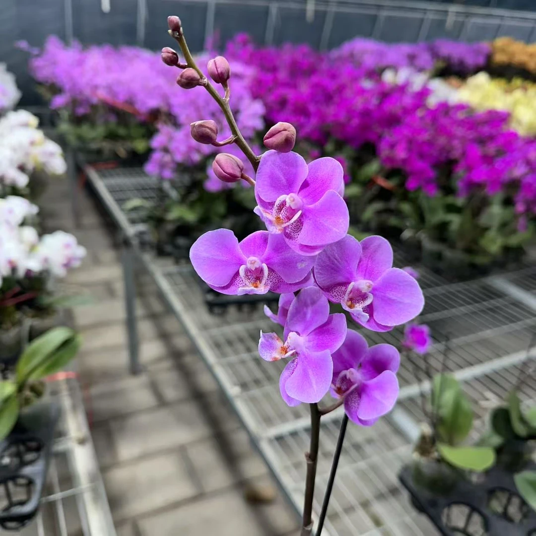 【小陈】蝴蝶兰单花剑（满天红变异粉）带花带花苞