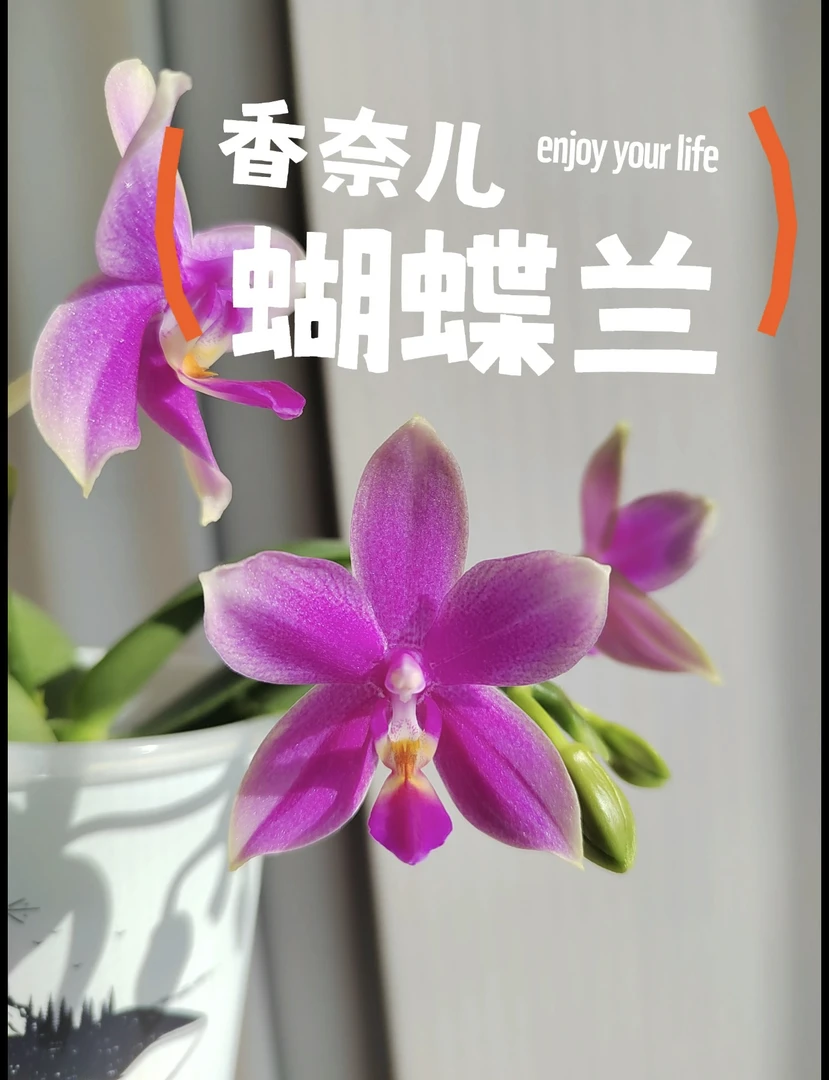 浓香型蝴蝶兰《香奈尔》3.0寸杯