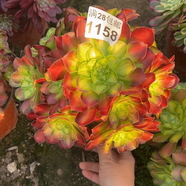 1158韶华多肉植物